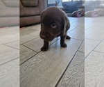 Puppy Bella Labrador Retriever