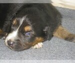 Small Photo #3 Australian Shepherd Puppy For Sale in WILSON, NY, USA