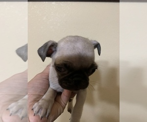 Pug Puppy for sale in TULARE, CA, USA