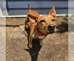 Small #2 Chihuahua Mix