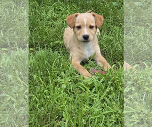 Mutt Dogs for adoption in Garden City, NY, USA