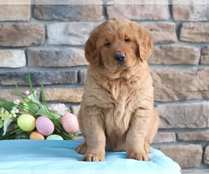 Golden Retriever Puppy for sale in FREDERICKSBURG, OH, USA