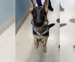 SEBASTIAN - Male German Shepherd Dog-Unknown Mix Dog for Adoption