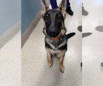 SEBASTIAN - Male German Shepherd Dog-Unknown Mix Dog for Adoption - Small photo