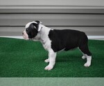 Small Photo #2 Boston Terrier Puppy For Sale in MACON, GA, USA