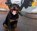 Small Photo #1 Rottweiler Puppy For Sale in STEUBENVILLE, OH, USA