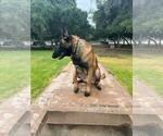 Small Photo #2 Belgian Malinois Puppy For Sale in PERRIS, CA, USA