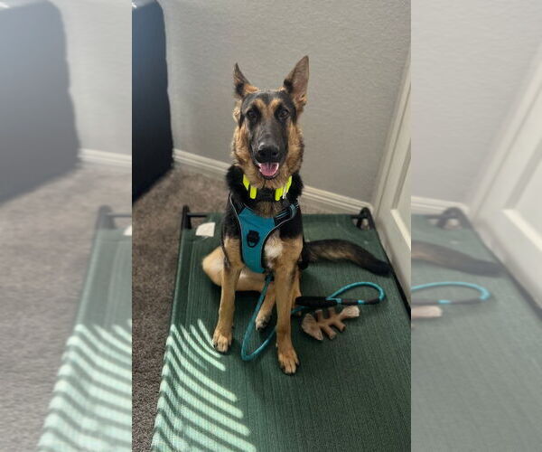 Medium Photo #3 German Shepherd Dog-Unknown Mix Puppy For Sale in Lake Forest, CA, USA