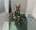 Small #2 German Shepherd Dog Mix