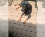 Small #5 Rottweiler Mix
