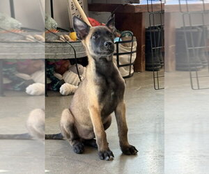 Elements Litter - Radon - Located in New Jersey - Male Mutt Dog for Adoption - Photo #2