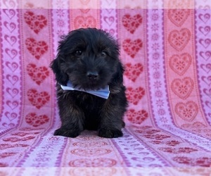 Poodle (Toy)-Yorkshire Terrier Mix Puppy for sale in LANCASTER, PA, USA