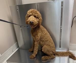 Double Doodle Dogs for adoption in PLANO, TX, USA