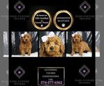 Puppy Flutter Shy Goldendoodle (Miniature)