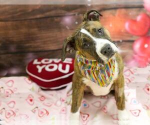 Bull Terrier-Unknown Mix Dogs for adoption in Placerville, CA, USA