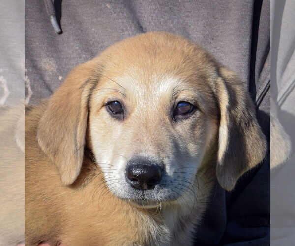 Medium Photo #5 German Shepherd Dog-Unknown Mix Puppy For Sale in Huntley, IL, USA