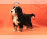 Small Photo #4 Bernese Mountain Dog Puppy For Sale in Hatvan, Heves, Hungary