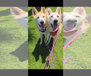 Cody & Comet - Male Siberian Husky-Unknown Mix Dog for Adoption - Photo #4