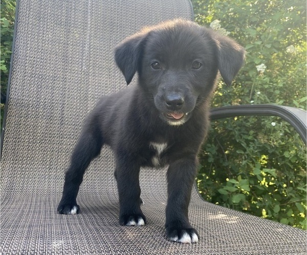 Medium Photo #5 English Shepherd-Jack Russell Terrier Mix Puppy For Sale in RICHMOND, MI, USA