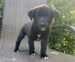 Small #4 English Shepherd-Jack Russell Terrier Mix