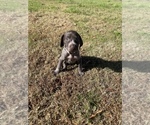 Small Photo #29 German Shorthaired Pointer Puppy For Sale in ELIZABETH CITY, NC, USA
