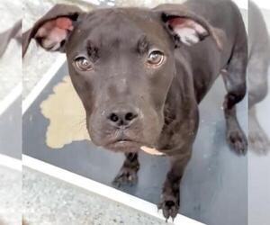 Boxer-Unknown Mix Dogs for adoption in Houston, TX, USA