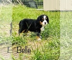 Small #1 Bernese Mountain Dog