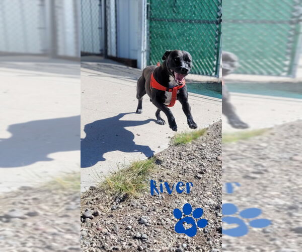 Medium Photo #1 American Pit Bull Terrier-Unknown Mix Puppy For Sale in Monte Vista, CO, USA