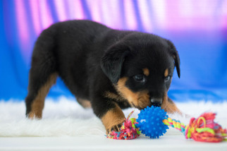 Rottweiler Puppy for sale in KENT, OH, USA