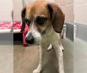 Beagle-Papillon Mix Dogs for adoption in Peoria, IL, USA