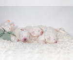 Small Photo #21 Great Pyrenees Puppy For Sale in CONWAY, MO, USA