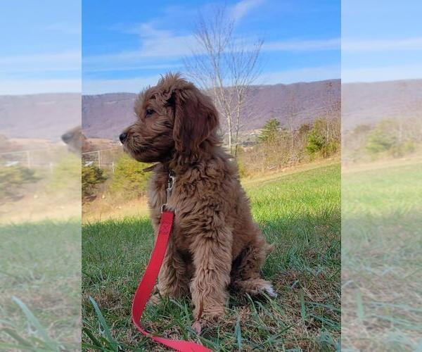 Medium Photo #1 Goldendoodle Puppy For Sale in LA FOLLETTE, TN, USA