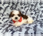 Small #2 ShihPoo