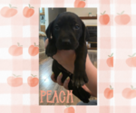 Puppy Puppy 10 German Shorthaired Weimaraner