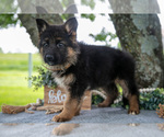 Small #1 German Shepherd Dog