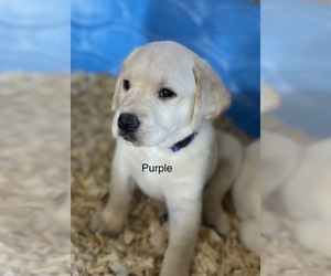 Labrador Retriever Puppy for sale in TROUT RUN, PA, USA