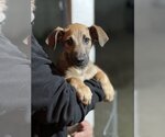 Small Photo #3 Doberman Pinscher-Pointer Mix Puppy For Sale in Dana Point, CA, USA
