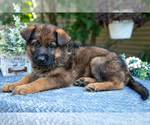 Puppy 2 German Shepherd Dog