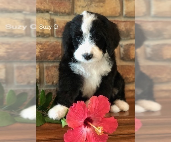 Medium Photo #8 Bernedoodle Puppy For Sale in BRYANT, IA, USA