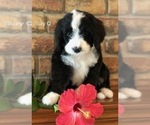 Small Photo #8 Bernedoodle Puppy For Sale in BRYANT, IA, USA