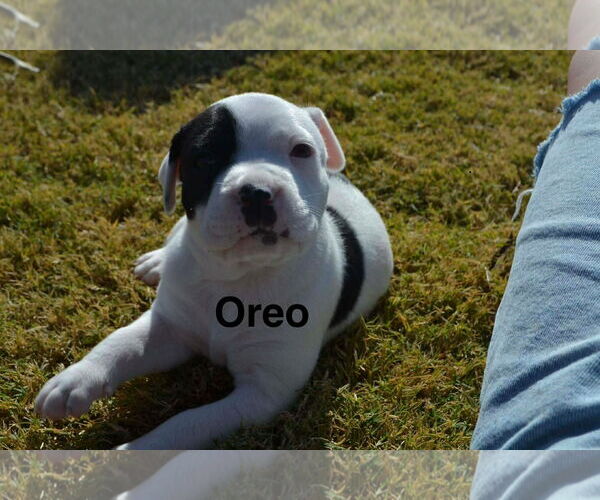 Medium Photo #1 American Staffordshire Terrier-Collie Mix Puppy For Sale in Dallas, TX, USA