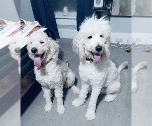 Goldendoodle Puppy for sale in HILLSBOROUGH, NH, USA