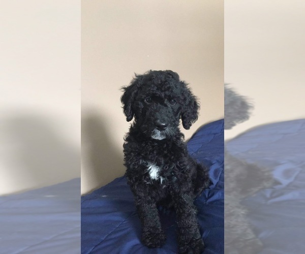 Medium Photo #1 Goldendoodle Puppy For Sale in ENON VALLEY, PA, USA
