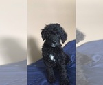 Small Photo #1 Goldendoodle Puppy For Sale in ENON VALLEY, PA, USA