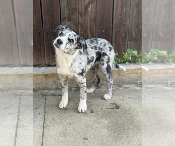 Medium Photo #2 Mutt Puppy For Sale in Paso Robles, CA, USA
