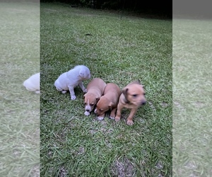 Mountain Feist Puppy for sale in STARKVILLE, MS, USA