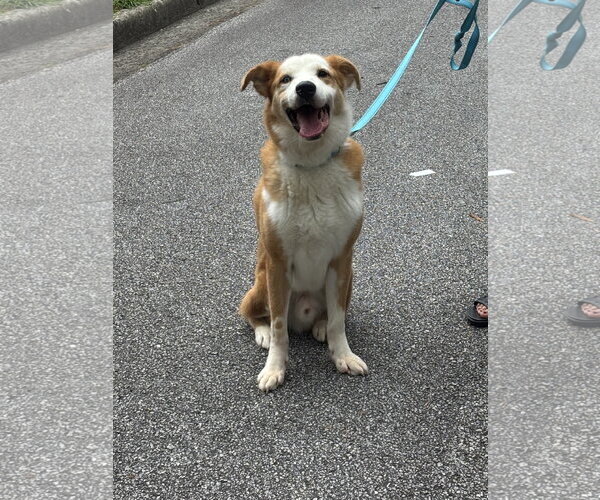 Medium Photo #6 Australian Shepherd-Retriever  Mix Puppy For Sale in Decatur, GA, USA