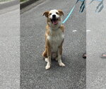 Small #5 Australian Shepherd-Retriever  Mix