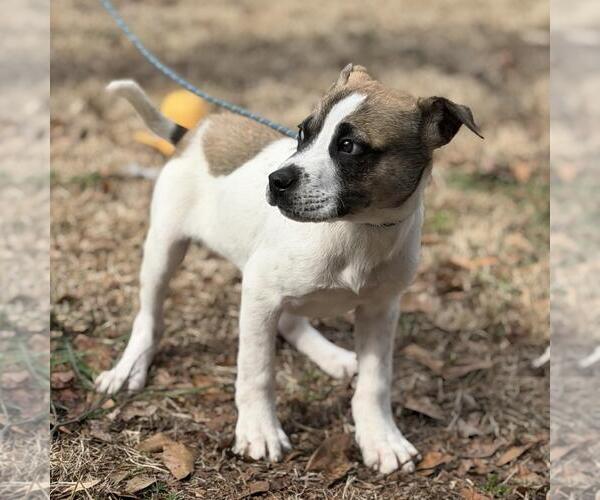 Medium Photo #3 Saint Bernard-Unknown Mix Puppy For Sale in Yardley, PA, USA