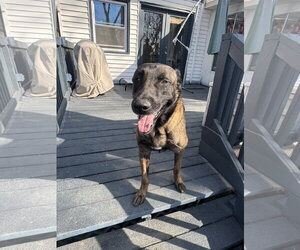 Mutt Dogs for adoption in Leavenworth, KS, USA